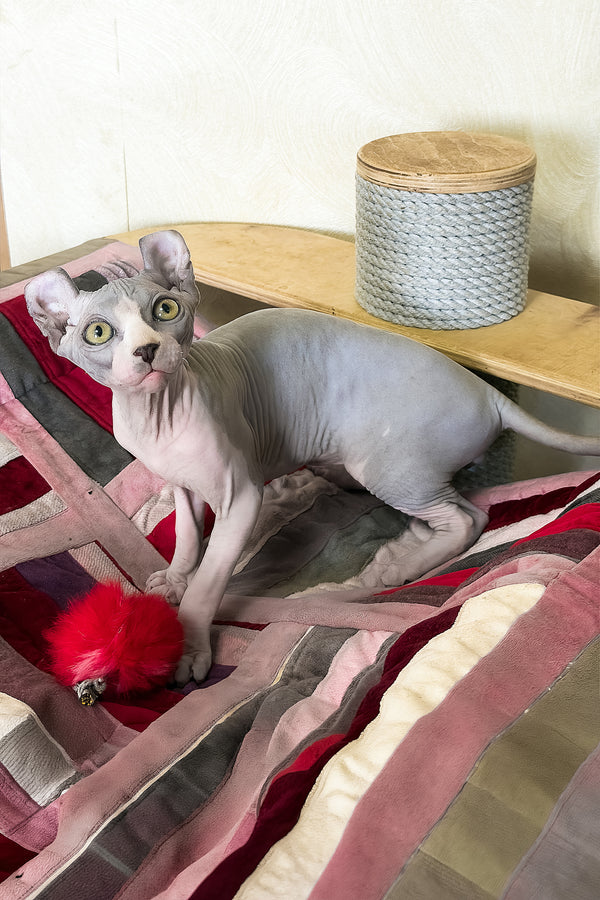 Itton | Elf Sphynx Kitten