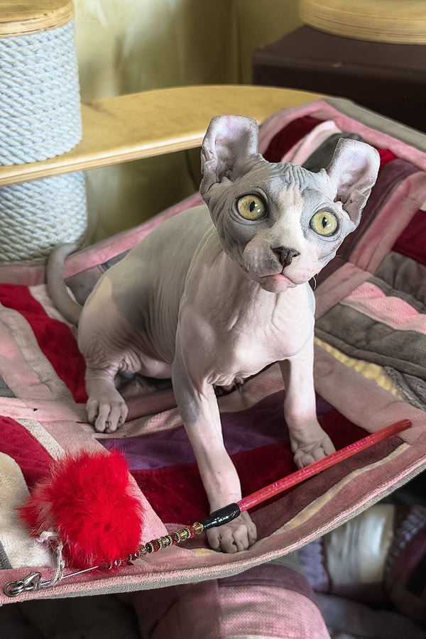 Itton | Elf Sphynx Kitten