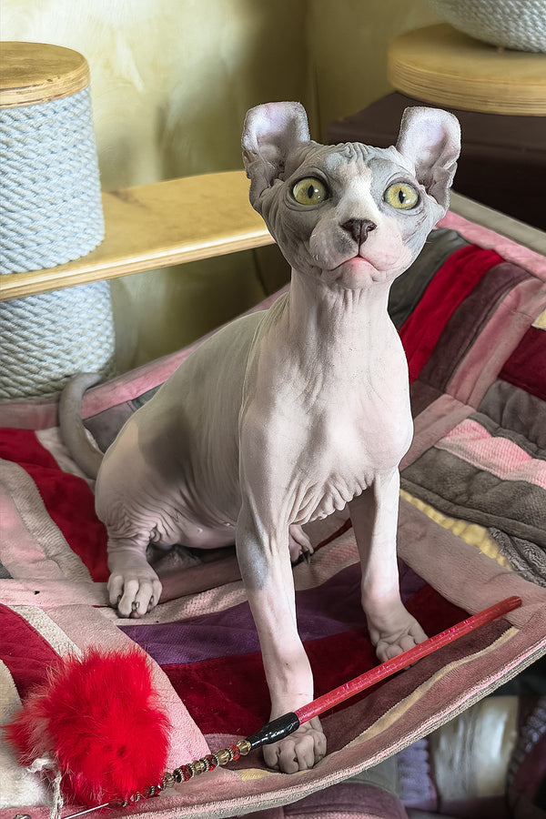 Itton | Elf Sphynx Kitten