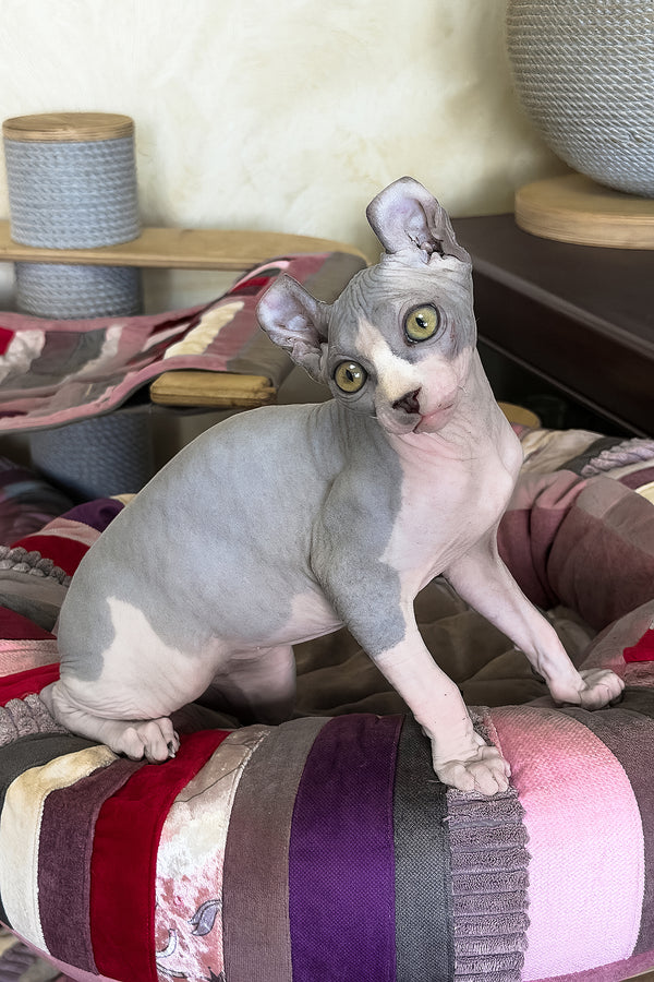 Itton | Elf Sphynx Kitten