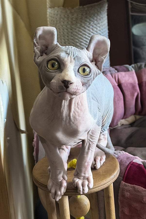 Itton | Elf Sphynx Kitten