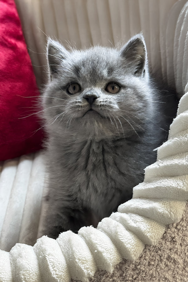 Ivan | British Shorthair Kitten