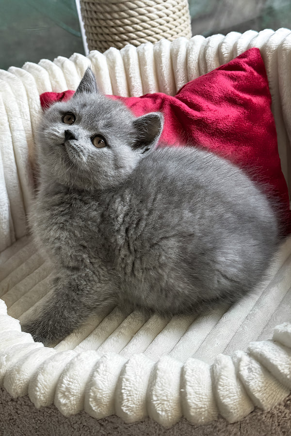 Ivan | British Shorthair Kitten