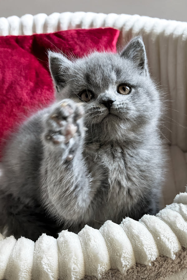 Ivan | British Shorthair Kitten