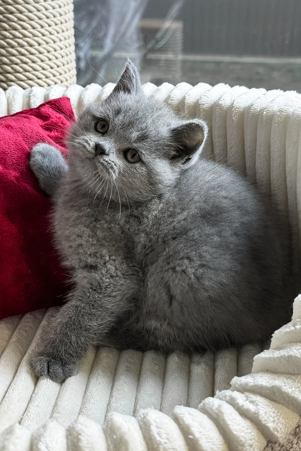 Ivan | British Shorthair Kitten