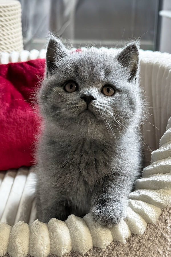 Ivan | British Shorthair Kitten