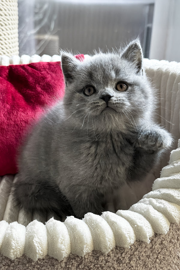 Ivan | British Shorthair Kitten
