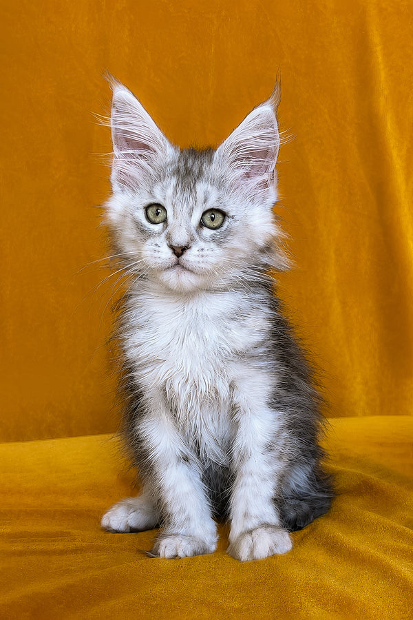Ivanhoe | Maine Coon Kitten