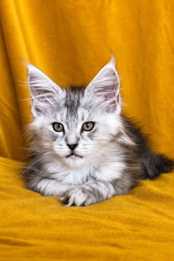 Ivanhoe | Maine Coon Kitten
