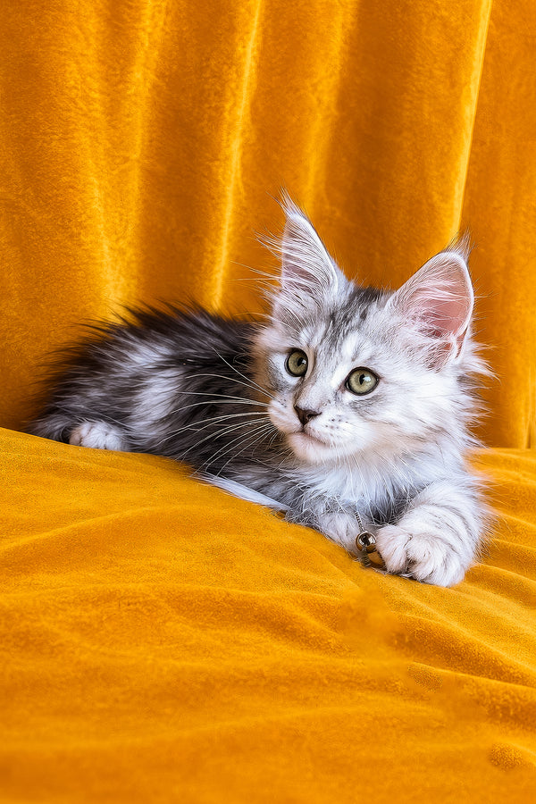 Ivanhoe | Maine Coon Kitten