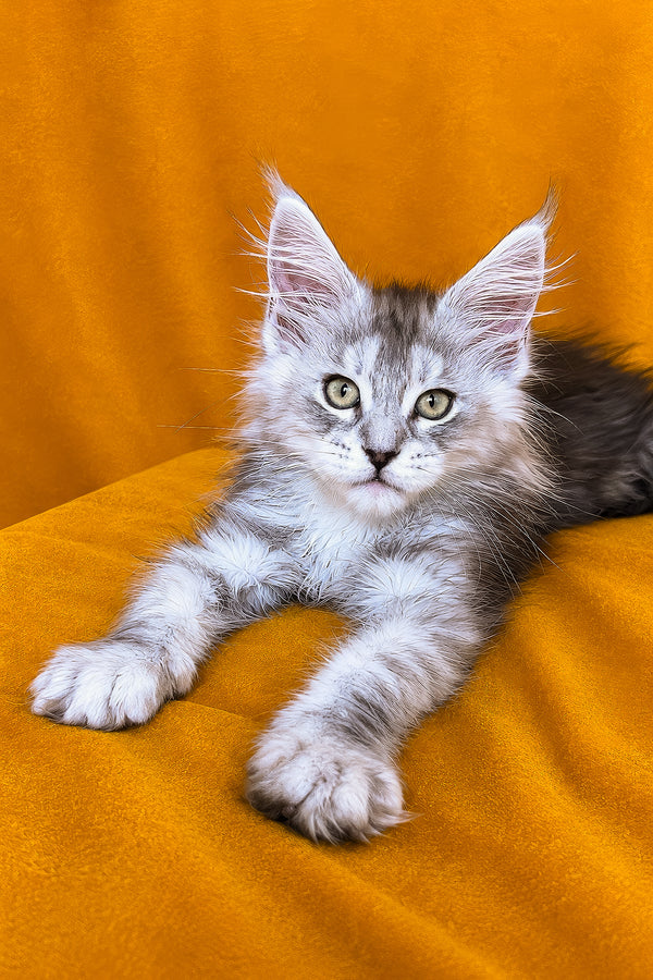 Ivanhoe | Maine Coon Kitten