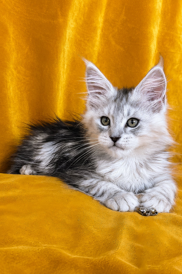 Ivanhoe | Maine Coon Kitten