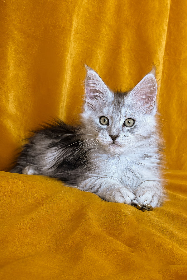 Ivanhoe | Maine Coon Kitten