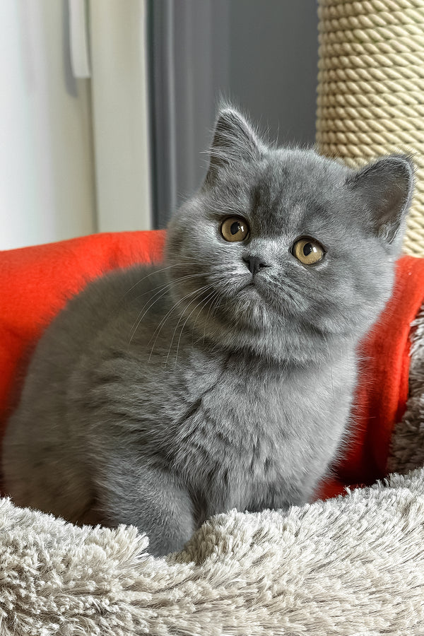 Ivengo | British Shorthair Kitten