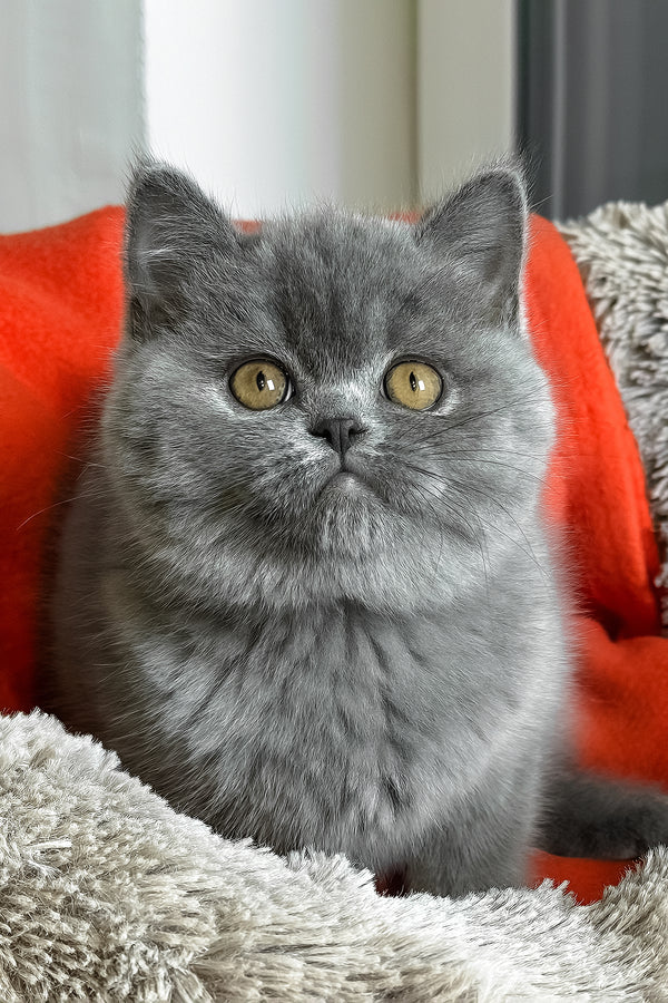 Ivengo | British Shorthair Kitten