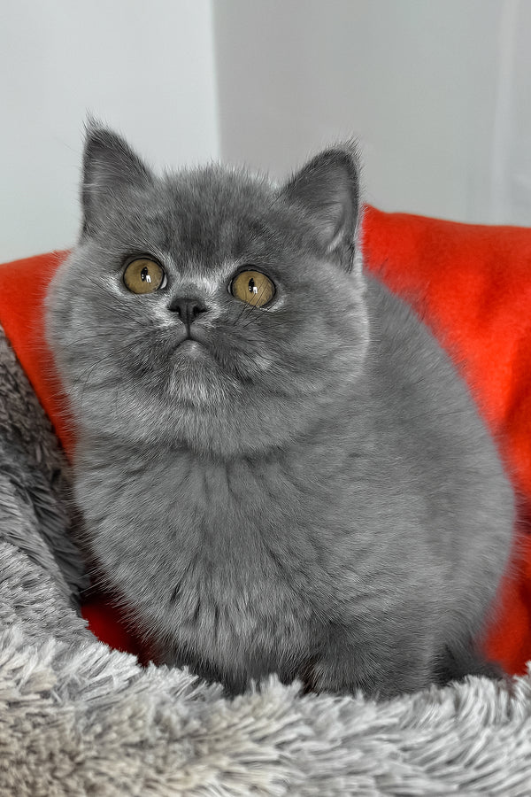 Ivengo | British Shorthair Kitten
