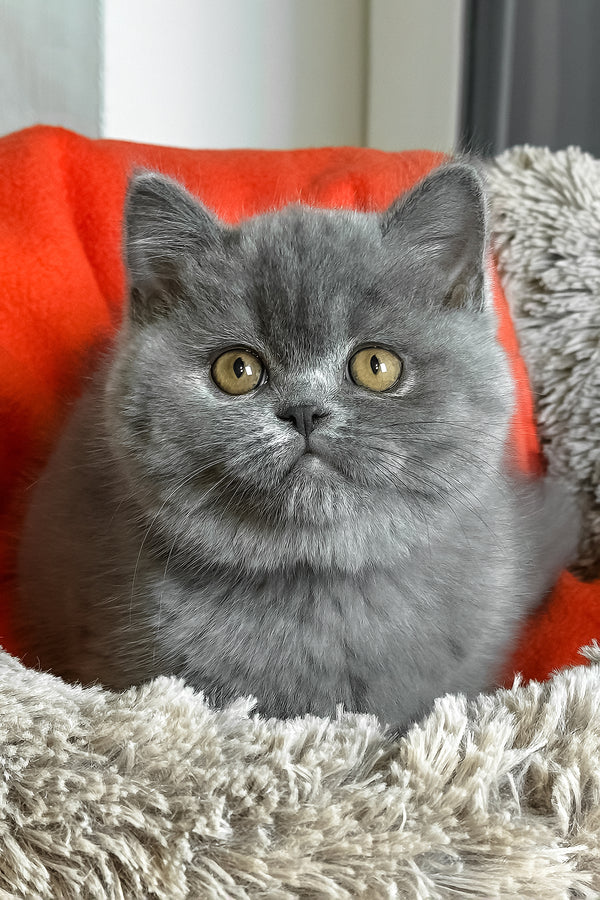 Ivengo | British Shorthair Kitten