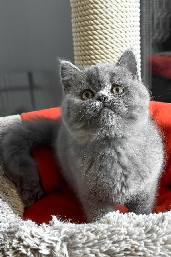 Ivengo | British Shorthair Kitten
