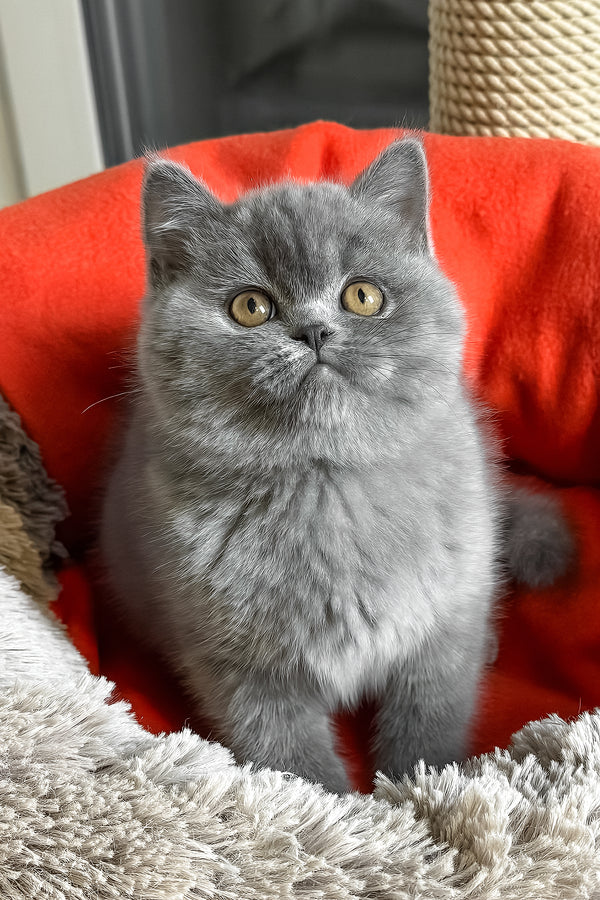 Ivengo | British Shorthair Kitten