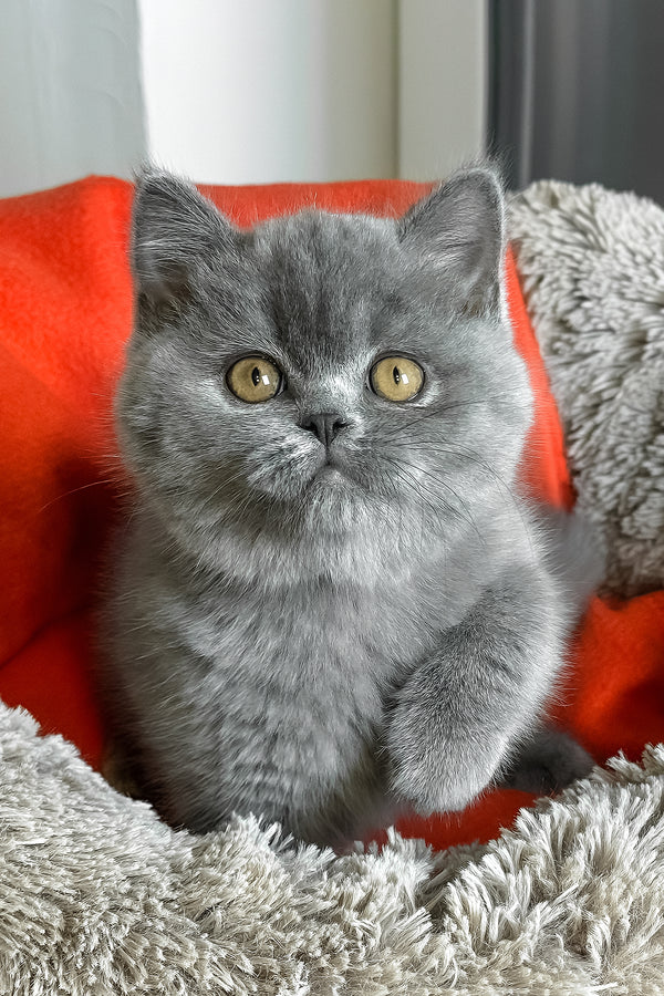 Ivengo | British Shorthair Kitten