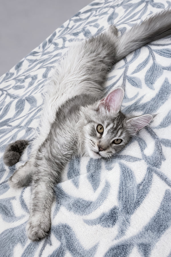 Iverson | Maine Coon Kitten