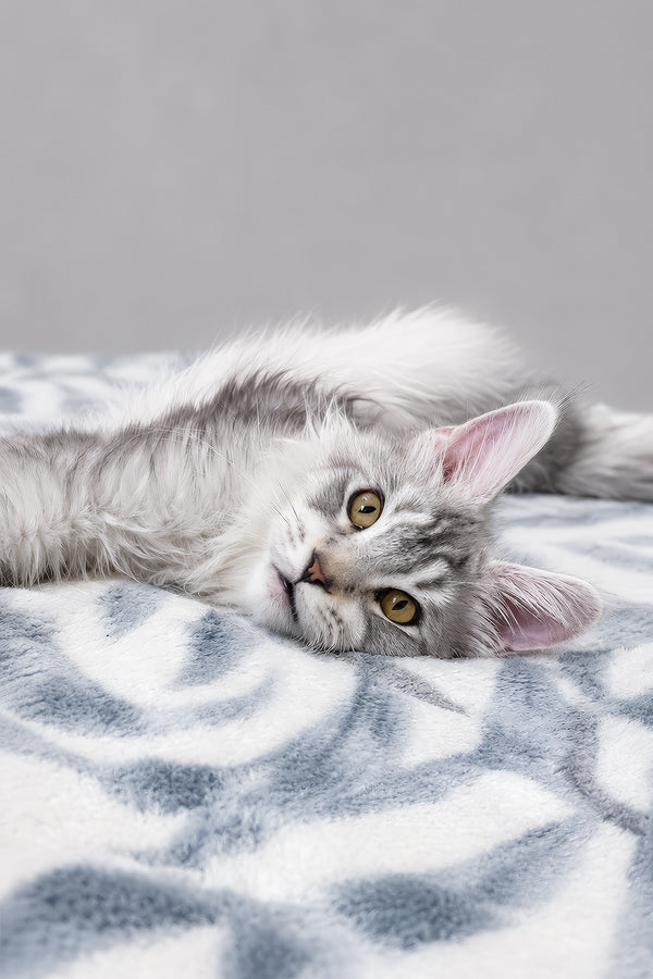 Iverson | Maine Coon Kitten