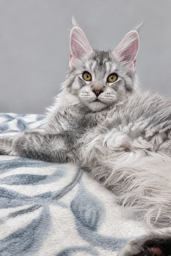 Iverson | Maine Coon Kitten