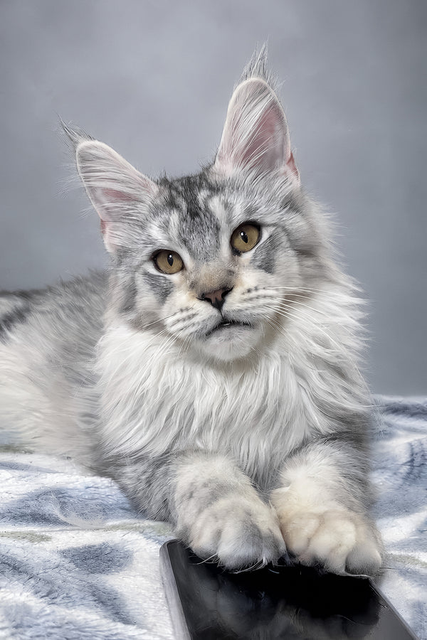 Iverson | Maine Coon Kitten
