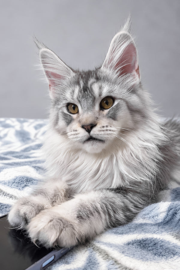 Iverson | Maine Coon Kitten