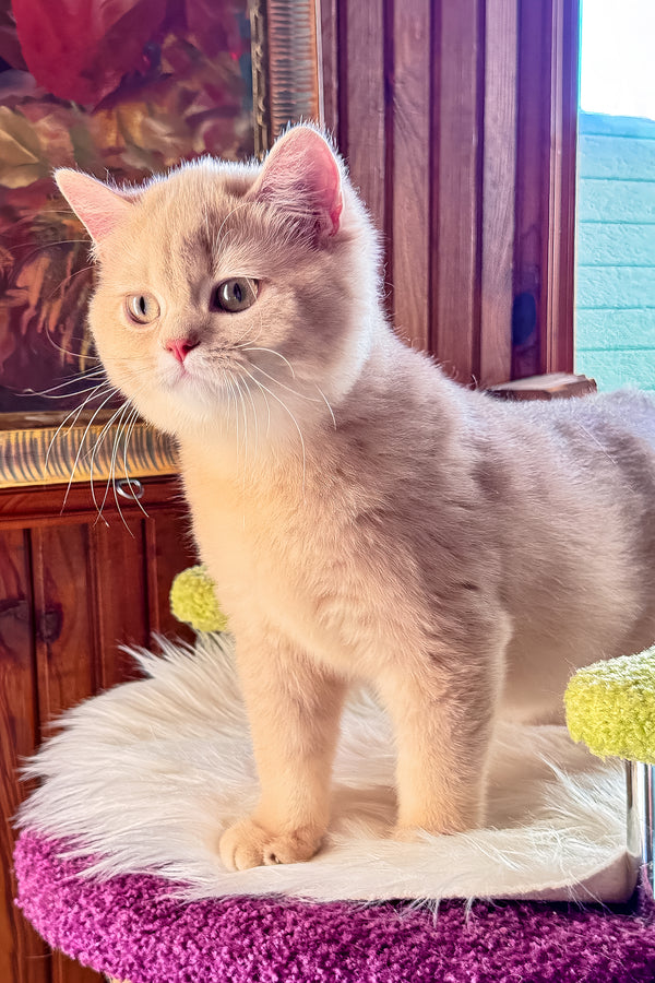 Ivetta | British Shorthair Kitten