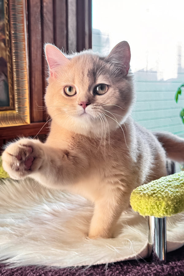Ivetta | British Shorthair Kitten