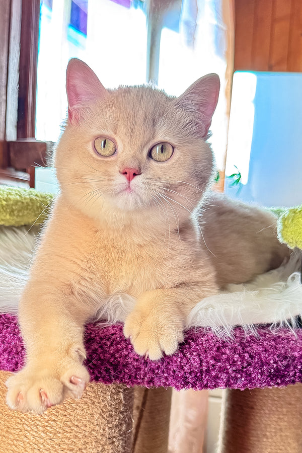 Ivetta | British Shorthair Kitten