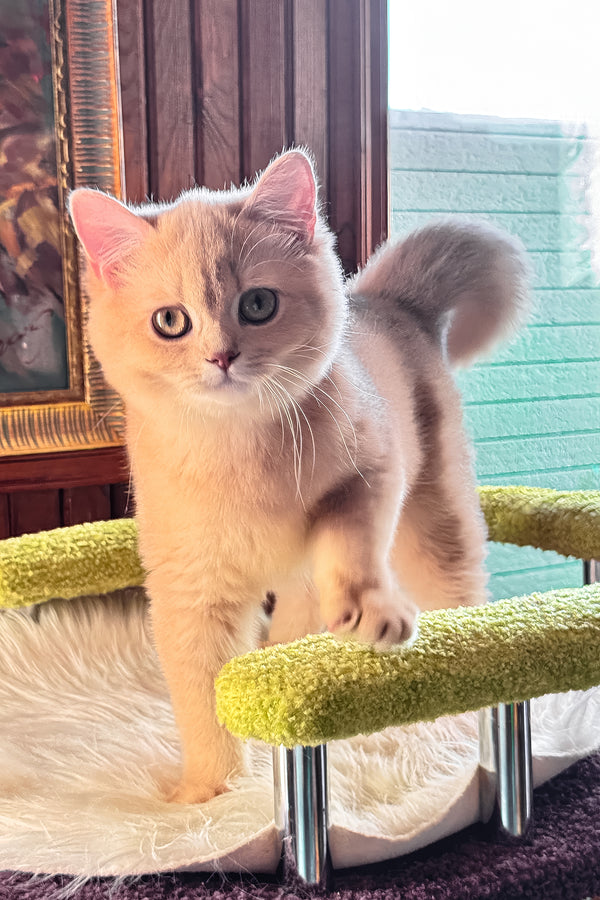 Ivetta | British Shorthair Kitten