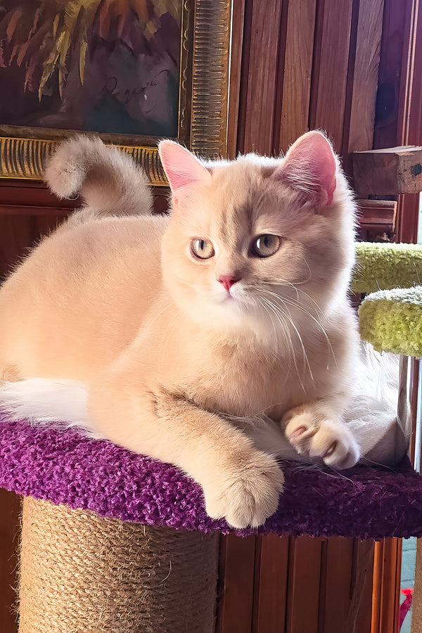 Ivetta | British Shorthair Kitten
