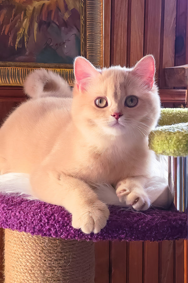 Ivetta | British Shorthair Kitten