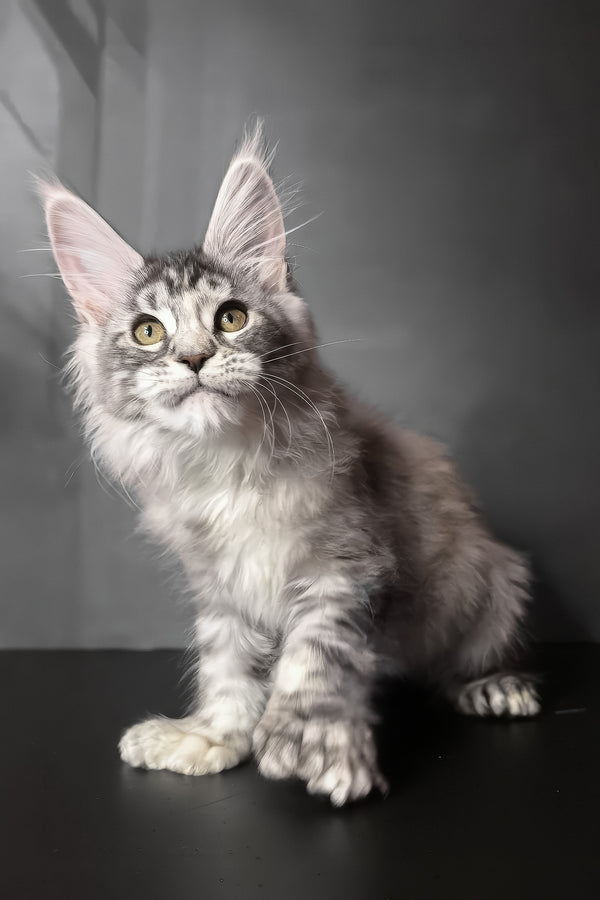 Ivetti | Polydactyl Maine Coon Kitten