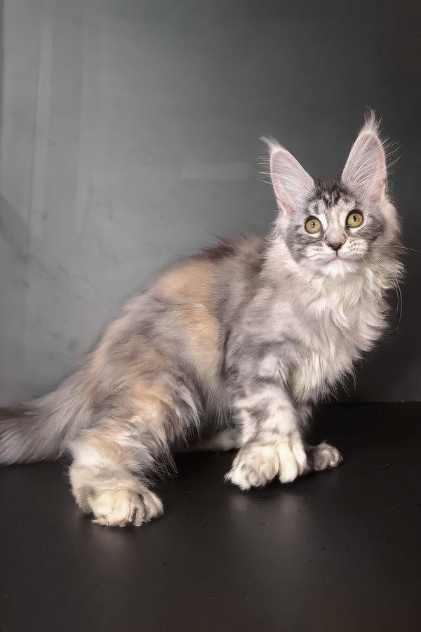 Ivetti | Polydactyl Maine Coon Kitten