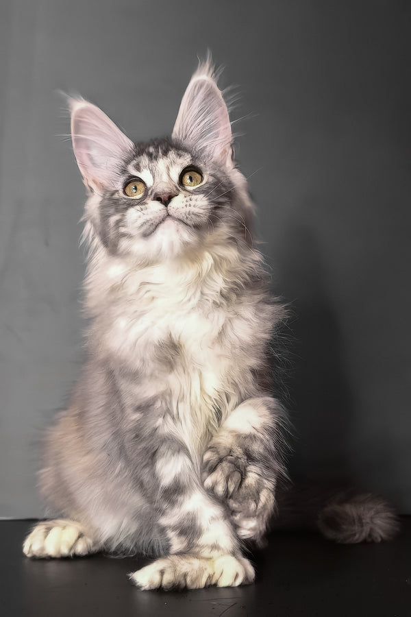 Ivetti | Polydactyl Maine Coon Kitten