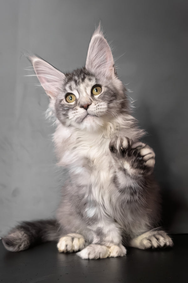 Ivetti | Polydactyl Maine Coon Kitten