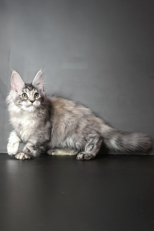Ivetti | Polydactyl Maine Coon Kitten