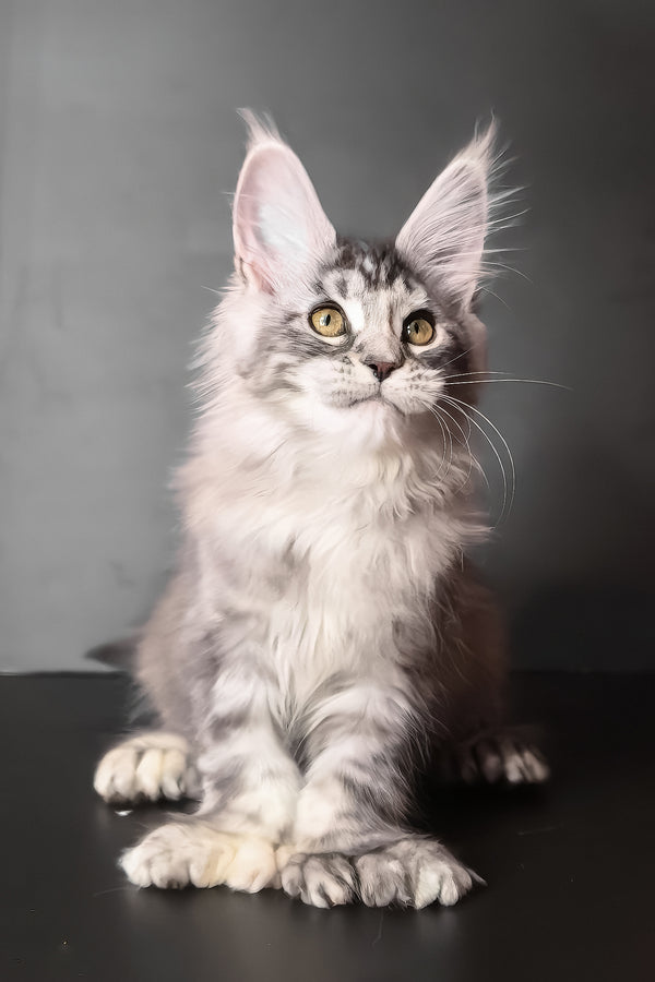 Ivetti | Polydactyl Maine Coon Kitten