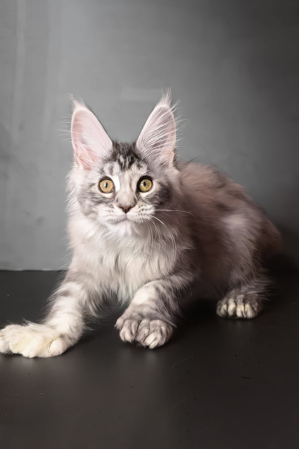 Ivetti | Polydactyl Maine Coon Kitten