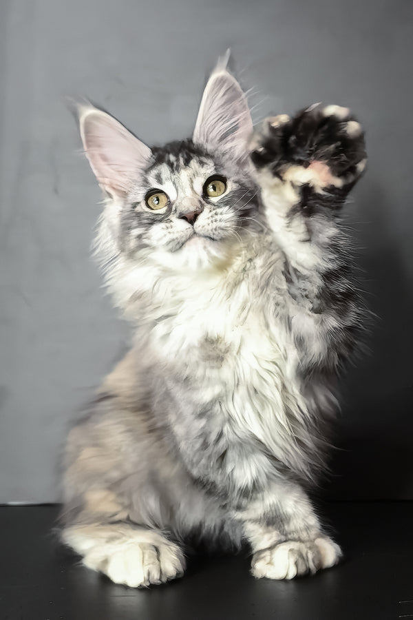 Ivetti | Polydactyl Maine Coon Kitten