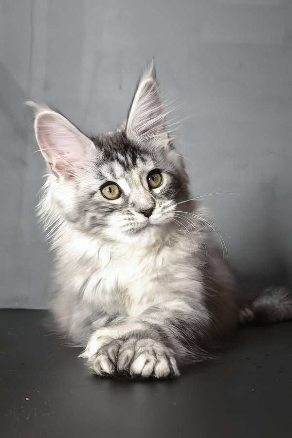 Ivetti | Polydactyl Maine Coon Kitten