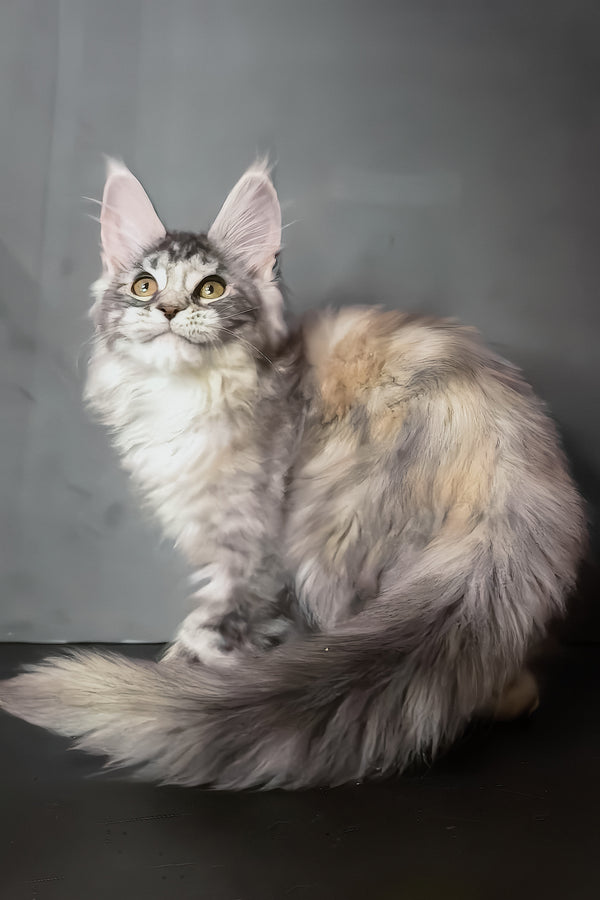 Ivetti | Polydactyl Maine Coon Kitten