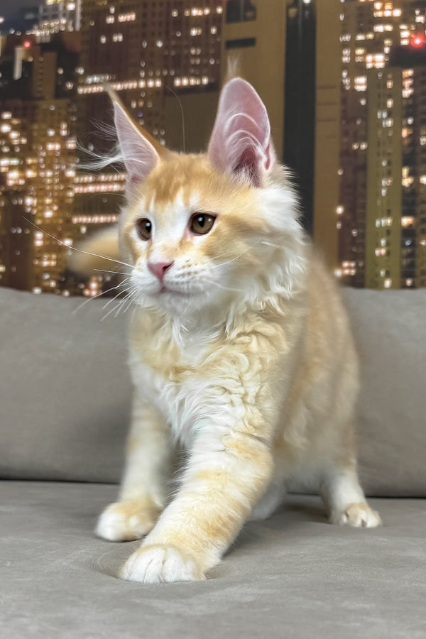 Ivor | Maine Coon Kitten