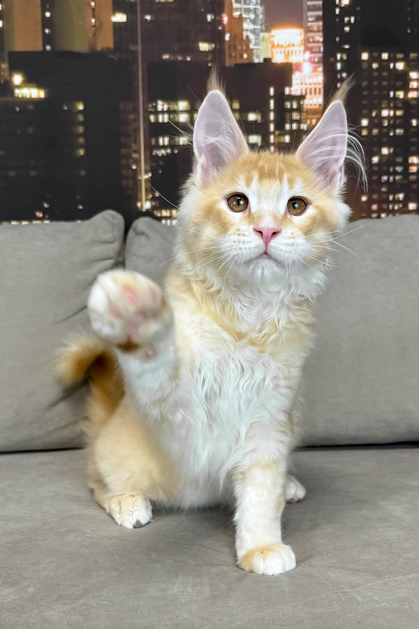 Ivor | Maine Coon Kitten