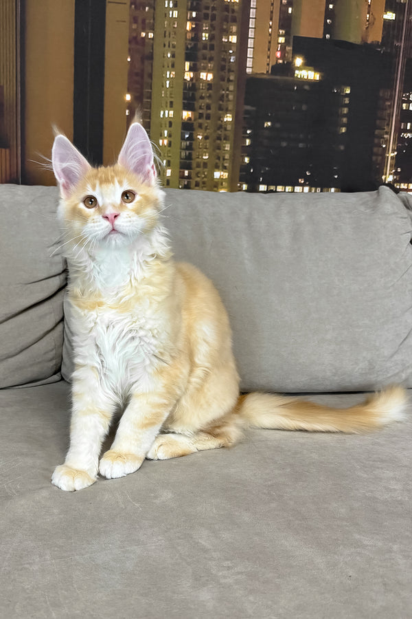 Ivor | Maine Coon Kitten
