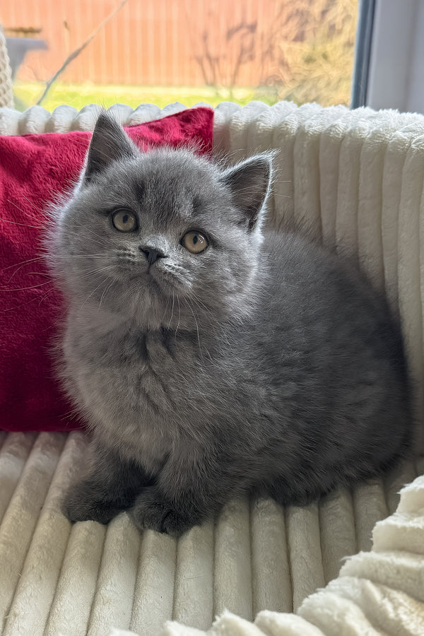 Ivor | British Shorthair Kitten