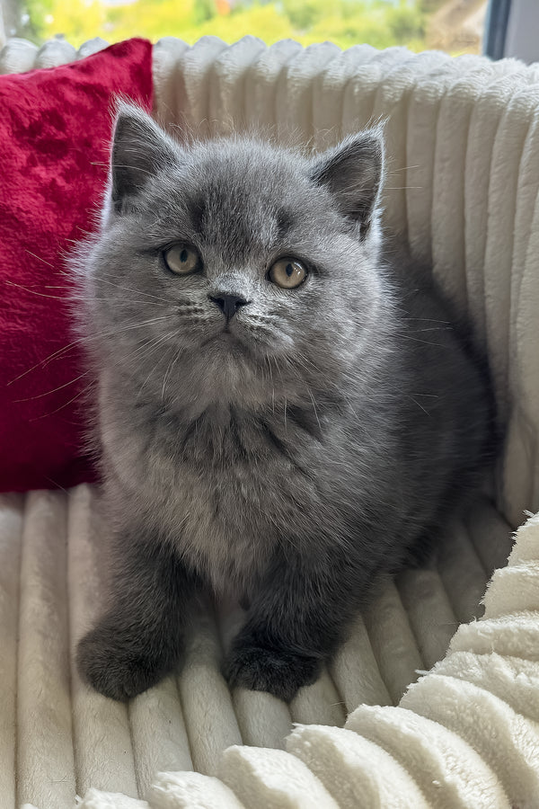 Ivor | British Shorthair Kitten